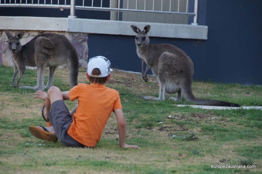 Kangaroo encounter at the Grampians