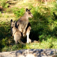 First Kangaroo encounter