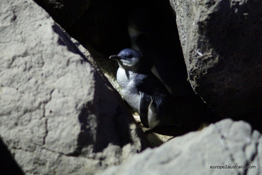 But within seconds of arriving, we got to see our first penguin.